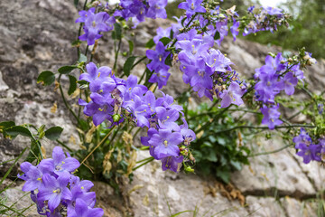 Delicate beautiful purple flowers grow from the ancient stone wall of the ruins. Montenegro, Balkans.