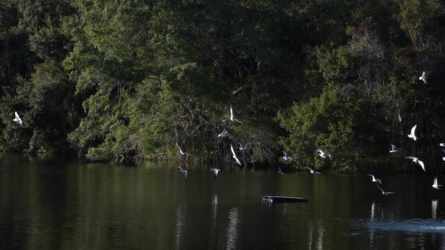 Flock of Gulls flying out over the edge of a dock in tropical pond; late afternoon light, west coast of Florida