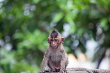 可愛いサル