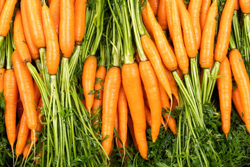 Carrot ingredients and harvest time
