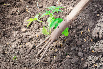 Processing tomato seedlings with a rake.