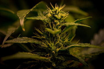 Marijuana early grow