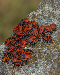 red and black bedbugs in group on a rock