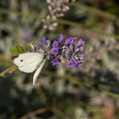 white butterfly on violet flower