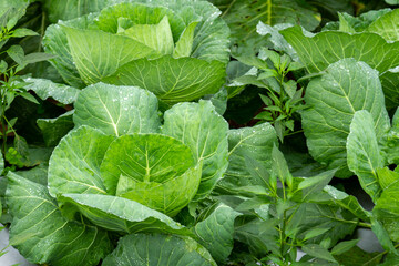 A cabbage plantation that is thriving in the mountains, intercropping with chili plants, productivity and nature concept