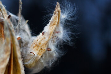 Milkweed Seeds Coming out in Autumn