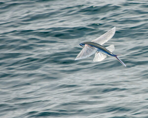 Flying Fish Soaring Above the Pacific Ocean