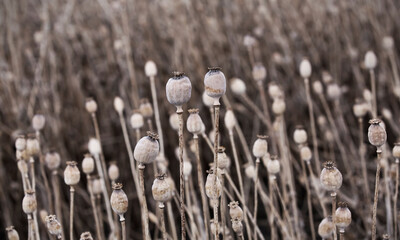 Dry poppy heads, Poppy field