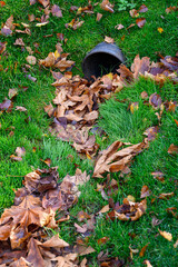 Stormwater pipe inlet in a grassy median, filled with fall leaves

