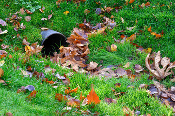 Stormwater pipe inlet in a grassy median, filled with fall leaves
