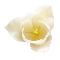 Obraz na płótnie Canvas White tulip flower isolated on white background. Beautiful composition for advertising and packaging design in the garden business. Flat lay, top view