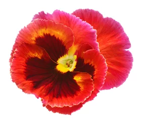  Red flowers pansy isolated on white background. Flat lay, top view © Flower Studio
