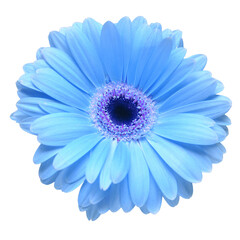 Flower blue gerbera isolated on white background. Flat lay, top view