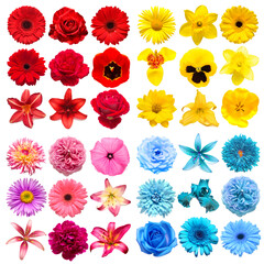 Fototapeta na wymiar Big collection of various head flowers yellow, blue, red and pink isolated on white background. Perfectly retouched, full depth of field on the photo. Top view, flat lay