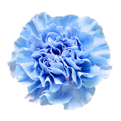 Delicate carnation blue head flower isolated on white background. Beautiful composition for advertising and packaging design in the business. Flat lay, top view
