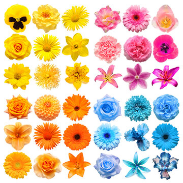 Big collection of various head flowers yellow, pink, blue and orange isolated on white background. Perfectly retouched, full depth of field on the photo. Top view, flat lay © Flower Studio