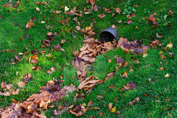 Stormwater pipe inlet in a grassy median, filled with fall leaves
