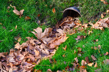 Stormwater pipe inlet in a grassy median, filled with fall leaves
