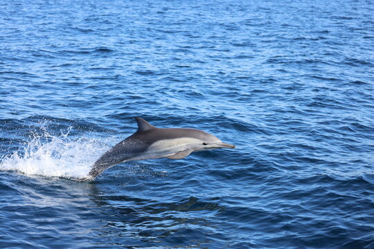 dolphin jumping out of water, Common Dolphin, California Coast, Pacific Ocean,  Dana Point, California