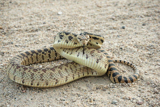 Gopher Snake Curled Up Like A Rattlesnake