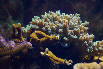 Anemones on a coral reef in detail.
