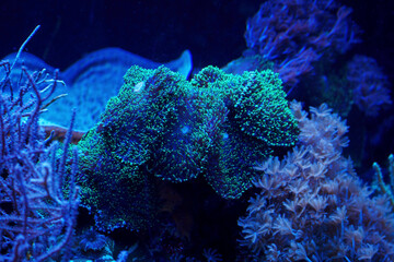 Anemones on a coral reef in detail.