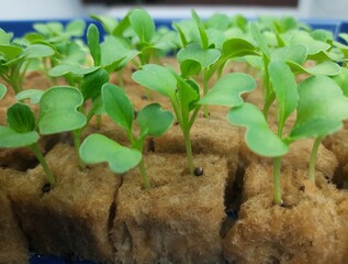 small pakcoy in hydroponic. Lettuce Small Plants in Hydroponic culture 