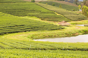 Textured of tea plants in the hill with a small cottage and pond from Thailand.