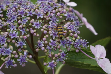 額あじさい