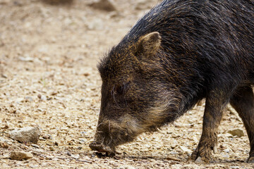 White-lipped peccary - detail on the head.