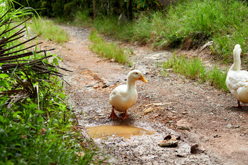 Fototapeta premium ducks on the grass