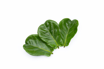 Green leaves of ficus lyrate tree on white