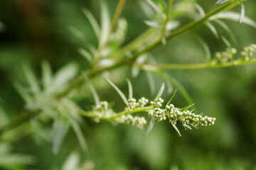 Fototapeta na wymiar Tiny wormwood flowers on the stem.