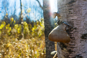 Birch and is mushroom