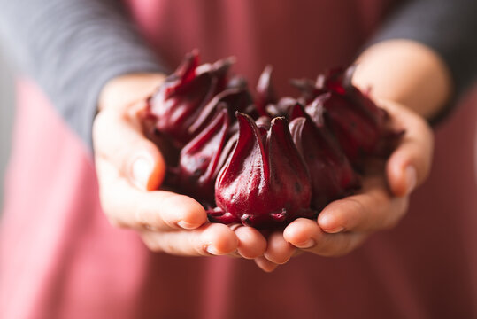Fresh roselle (Hibiscus sabdariffa) holding in hand, Food coloring and ingredient in beverage, Herbal medicine for reduction in blood pressure