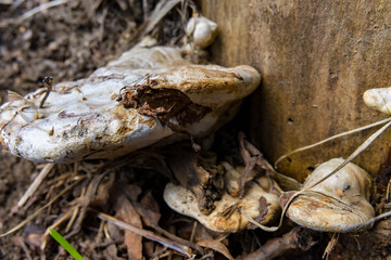 mushrooms on the stump