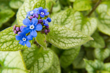 forget me not flowers