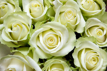 Bouquet of beautiful white roses