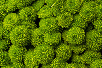 chrysanthemum santini country