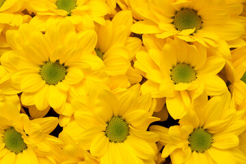 Fototapeta premium chrysanthemum Bacardi Sunny