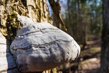 Fototapeta na wymiar tree mushroom