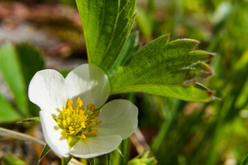strawberries flower