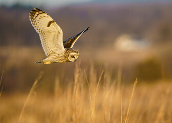 Short-Eared Owl Hunting Flight