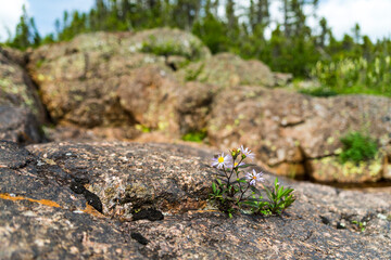 flower on rock