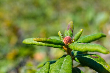 close up of a plant