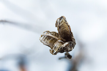 dead vegetation in winter