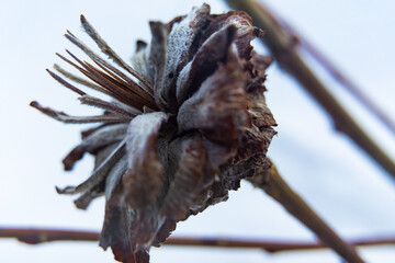 Fototapeta premium frost on a branch