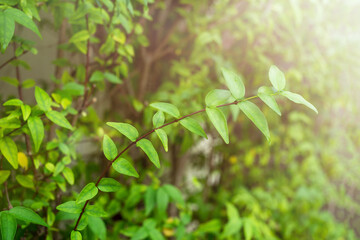 Fototapeta na wymiar Fresh green twigs with leaves