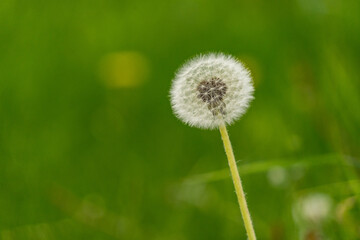 dandelion on green background