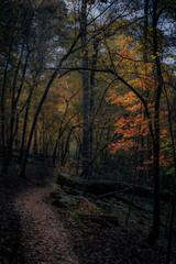 morning in the forest